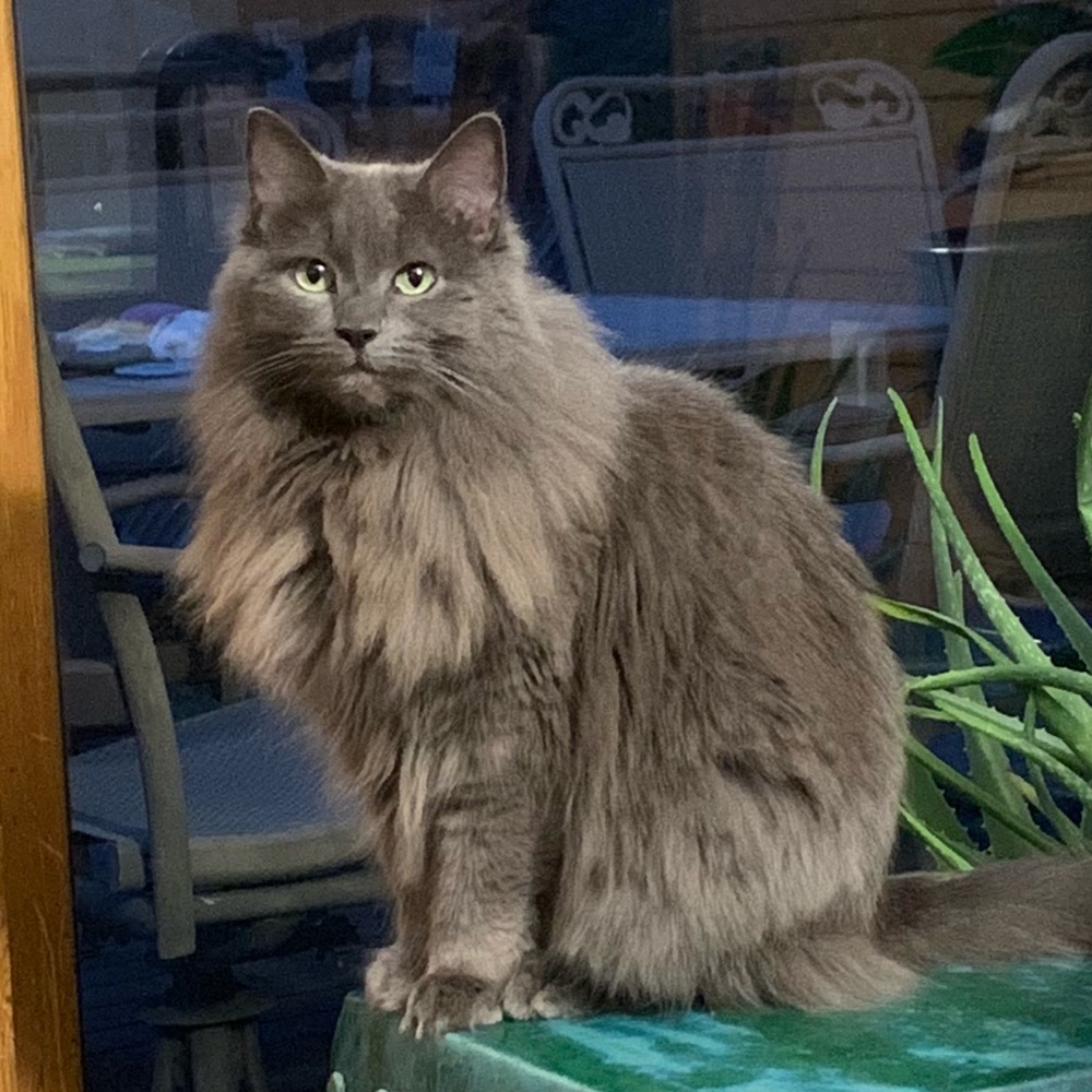 Meet your Posher, Dorothea